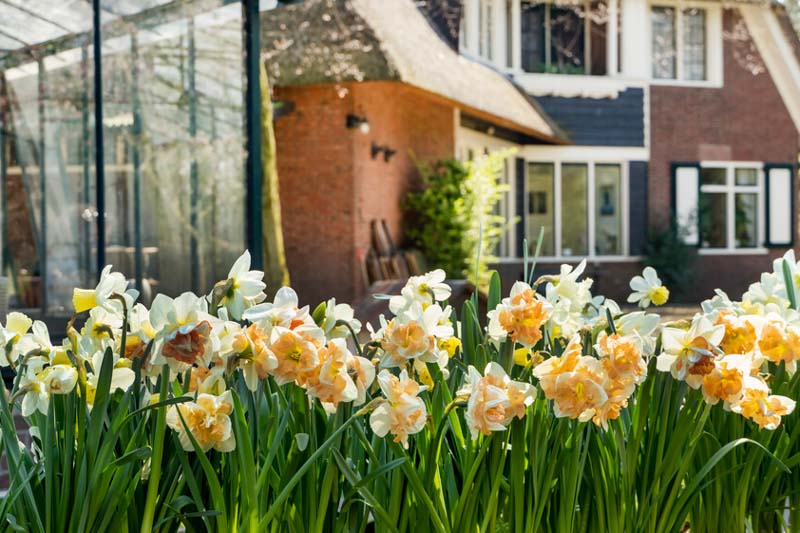 Daffodil Apricot Twirl, Salmon Daffodil, Apricot Daffodil, Split Corona Daffodil, Narcissus Apricot Twirl