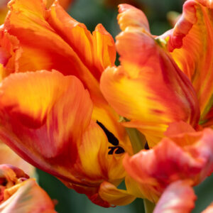 Tulip Rasta Parrot, Rasta Parrot Tulip, Parrot Tulips, Yellow Tulips, Orange Tulips
