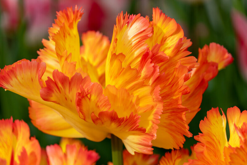 Tulip Caribbean Parrot, Caribbean Parrot Tulip, Parrot Tulips, Yellow Tulips, Orange Tulips