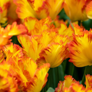 Tulip Caribbean Parrot, Caribbean Parrot Tulip, Parrot Tulips, Yellow Tulips, Orange Tulips