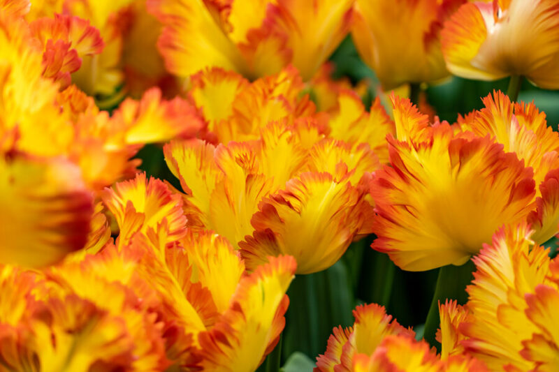 Tulip Caribbean Parrot, Caribbean Parrot Tulip, Parrot Tulips, Yellow Tulips, Orange Tulips