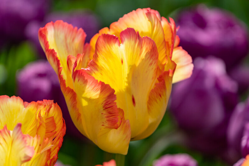 Tulip Caribbean Parrot, Caribbean Parrot Tulip, Parrot Tulips, Yellow Tulips, Orange Tulips