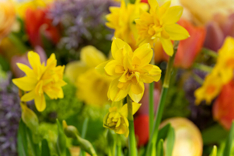 Daffodil, Daffodils, Daffodil Flower, Daffodil Bulbs, Spring Flowers