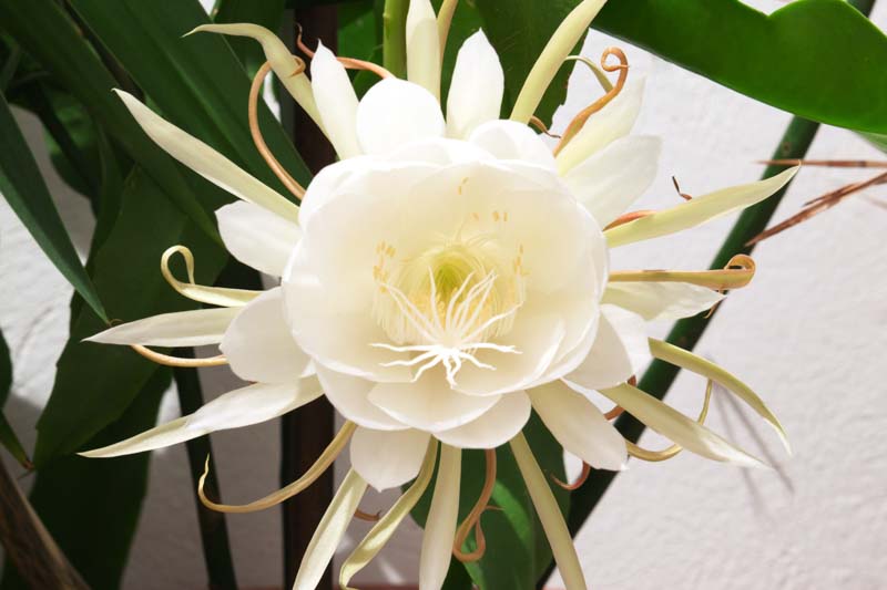 Epiphyllum oxypetalum, Dutchman's Pipe Cactus, Orchid Cactus, Night Queen, Jungle Cactus, Dutchman's Pipe, Queen of the Night, Night Blooming Cereus, Cactus oxypetalus, Cereus oxypetalus, Phyllocactus oxypetalus