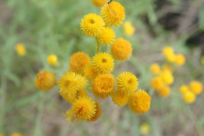 Chrysocephalum apiculatum, Yellow Buttons, Common Everlasting. Yellow Flowers