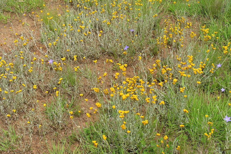 Chrysocephalum apiculatum, Yellow Buttons, Common Everlasting. Yellow Flowers