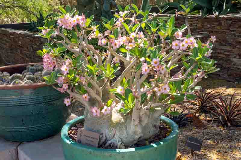 Desert Rose, Adenium arabicum, Desert Azalea, Succulent Rose