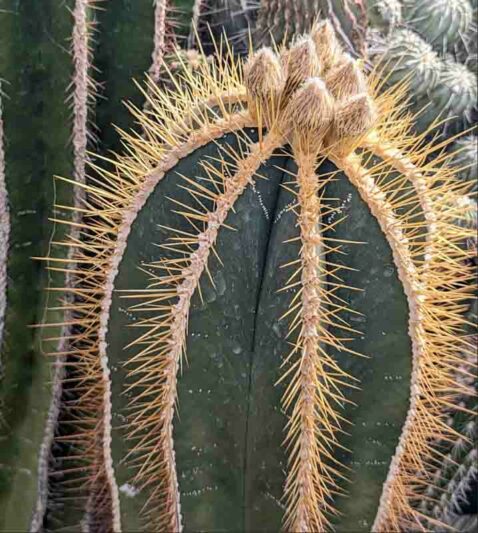 Monk's Hood Cactus, Star Cactus, Bishop's Cap Cactus, Astrophytum ornatum, Cactus