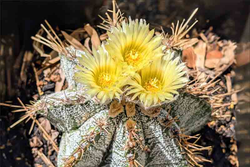 Monk's Hood Cactus, Star Cactus, Bishop's Cap Cactus, Astrophytum ornatum, Cactus