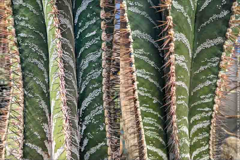 Monk's Hood Cactus, Star Cactus, Bishop's Cap Cactus, Astrophytum ornatum, Cactus