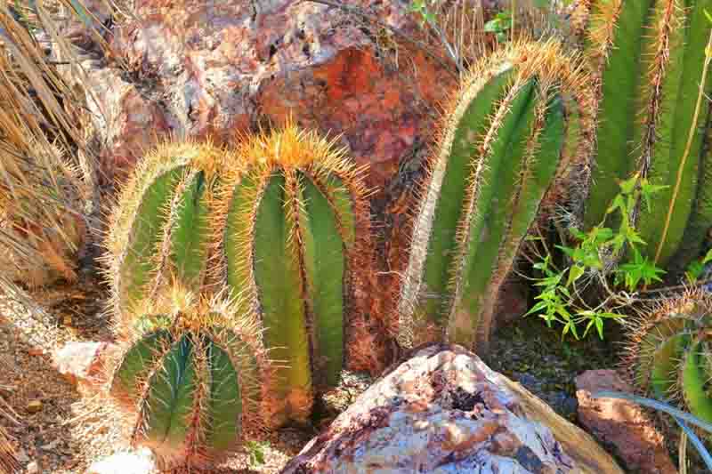 Monk's Hood Cactus, Star Cactus, Bishop's Cap Cactus, Astrophytum ornatum, Cactus