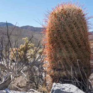 California Barrel Cactus, Barrel Cactus, Ferocactus cylindraceus