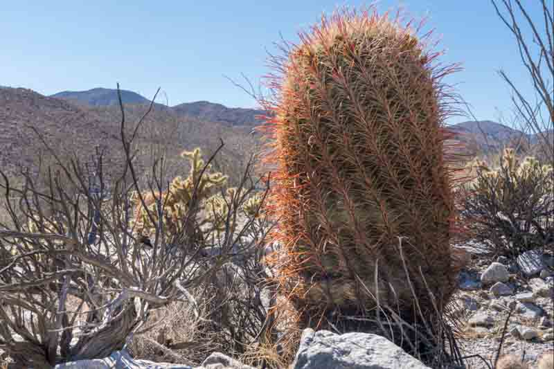 California Barrel Cactus, Barrel Cactus, Ferocactus cylindraceus