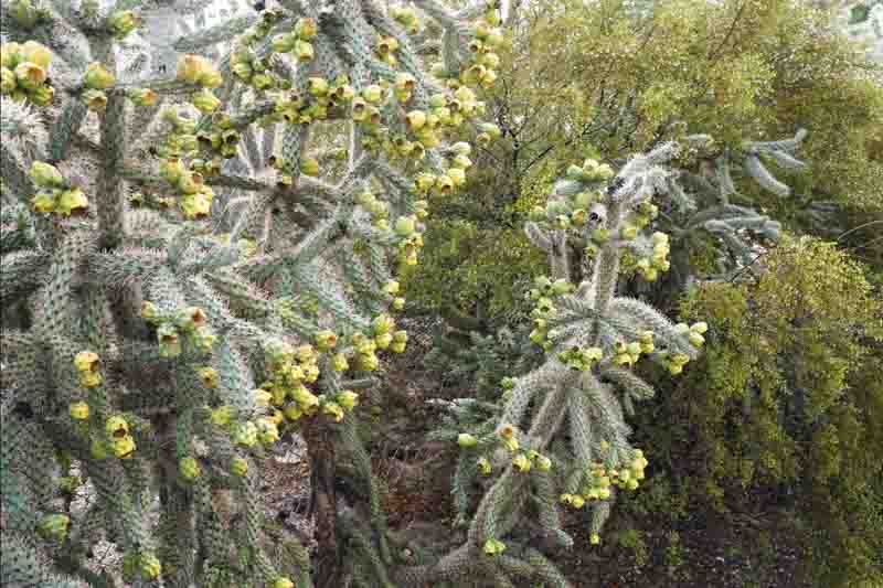 Chain fruit cholla, Jumping Chollam Cylindropuntia fulgida