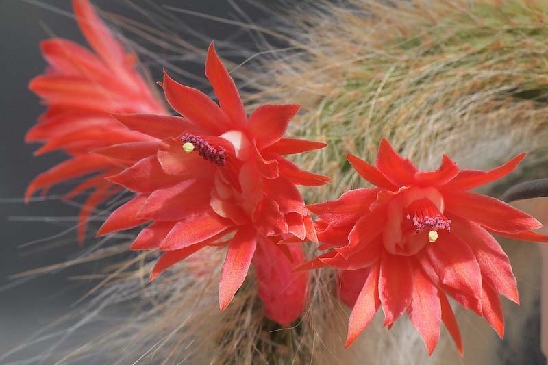 Monkey Tail Cactus, Rat Tail Cactus, Cleistocactus colademononis, Cleistocactus winteri subs. colademononis