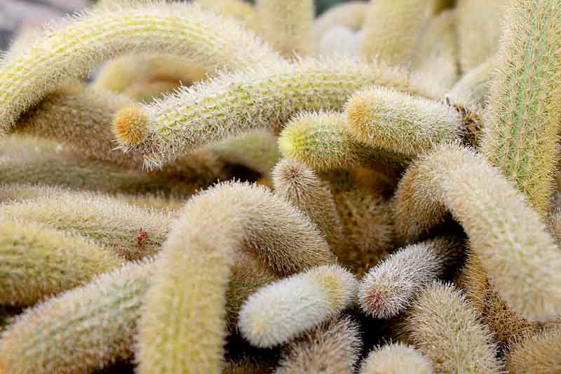 Golden Rat Tail Cactus, Cleistocactus winteri, Golden Rat Tail, Cactus, Cactus Plant
