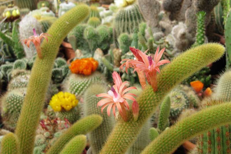 Golden Rat Tail Cactus, Cleistocactus winteri, Golden Rat Tail, Cactus, Cactus Plant