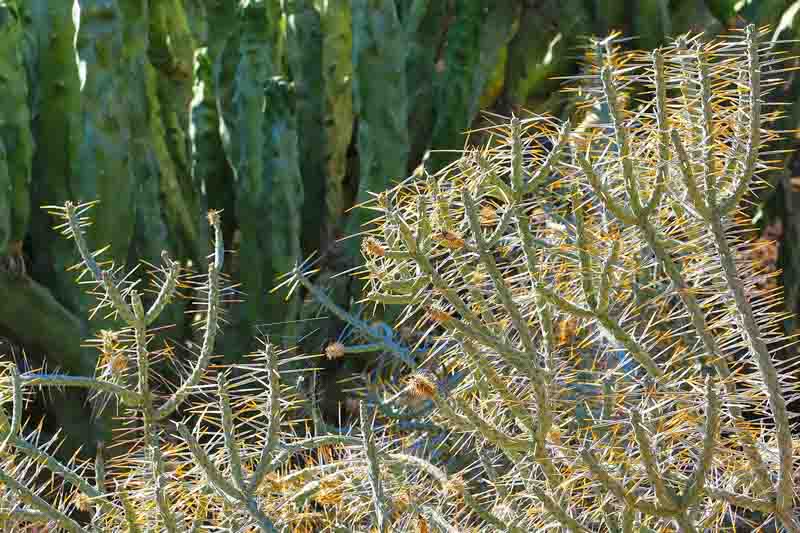 Diamond Cholla, Cylindropuntia ramosissima, Desert Plants