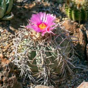 Devil's-Head Cactus, Turk's Head, Eagle Claws, Bisnagre, Turk's-head Cactus, Devilshead, Silverbell Cactus, Turk's Head Cactus