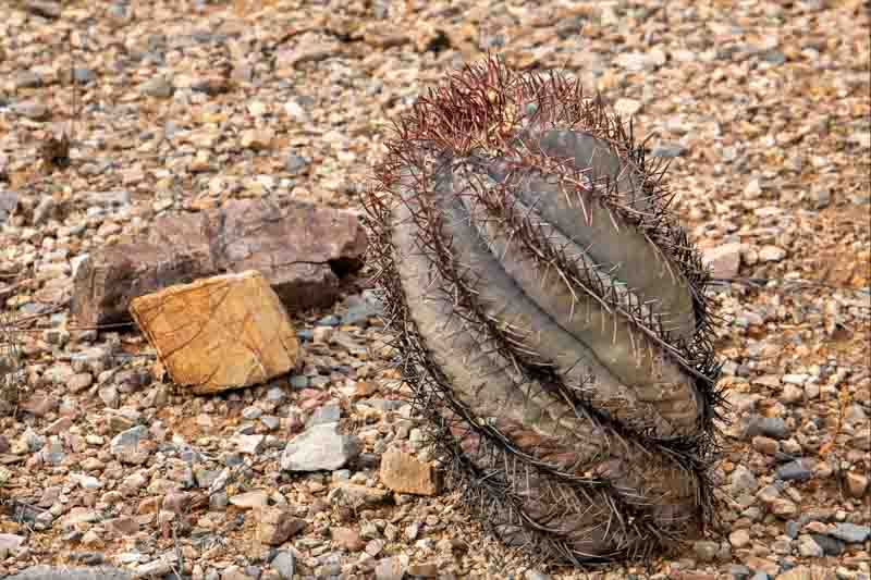 Devil's-Head Cactus, Turk's Head, Eagle Claws, Bisnagre, Turk's-head Cactus, Devilshead, Silverbell Cactus, Turk's Head Cactus
