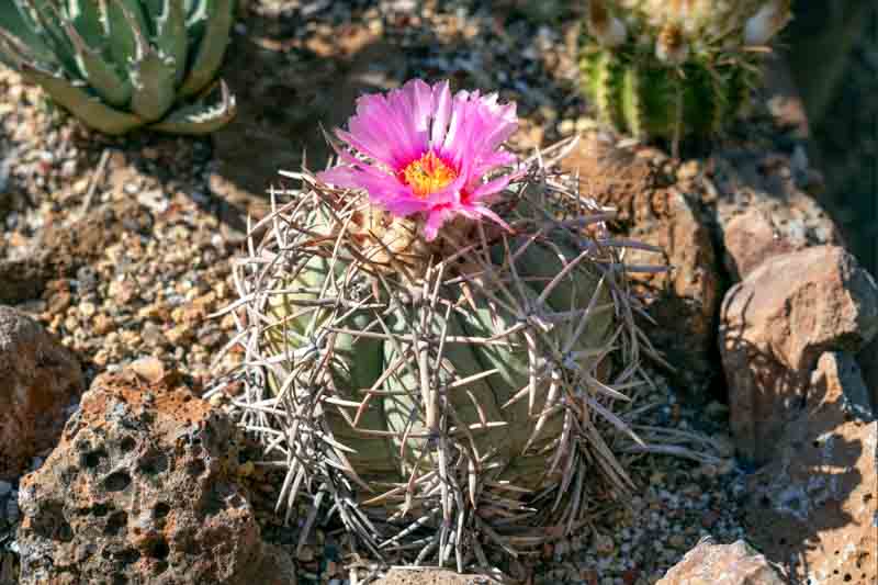 Devil's-Head Cactus, Turk's Head, Eagle Claws, Bisnagre, Turk's-head Cactus, Devilshead, Silverbell Cactus, Turk's Head Cactus