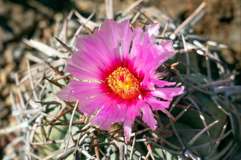 Devil's-Head Cactus, Turk's Head, Eagle Claws, Bisnagre, Turk's-head Cactus, Devilshead, Silverbell Cactus, Turk's Head Cactus