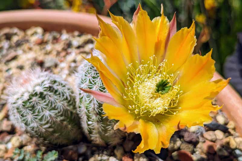 Texas Rainbow Hedgehog, Yellow Pitaya, Golden Rainbow Hedghog Cactus, Texas Rainbow Cactus, Yellow-flowered pitaya, Spiny Hedgehog Cactus, Echinocereus dasyacanthus