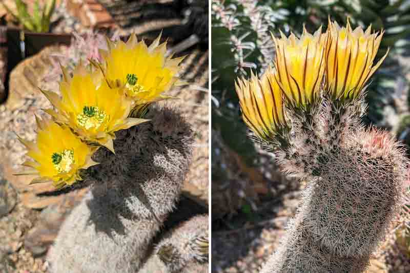 Texas Rainbow Hedgehog, Yellow Pitaya, Golden Rainbow Hedghog Cactus, Texas Rainbow Cactus, Yellow-flowered pitaya, Spiny Hedgehog Cactus, Echinocereus dasyacanthus