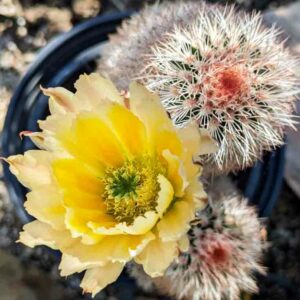 Texas Rainbow Hedgehog, Yellow Pitaya, Golden Rainbow Hedghog Cactus, Texas Rainbow Cactus, Yellow-flowered pitaya, Spiny Hedgehog Cactus, Echinocereus dasyacanthus