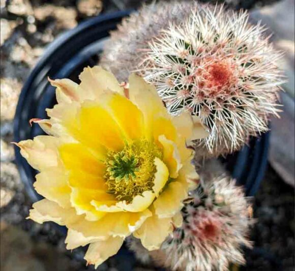 Texas Rainbow Hedgehog, Yellow Pitaya, Golden Rainbow Hedghog Cactus, Texas Rainbow Cactus, Yellow-flowered pitaya, Spiny Hedgehog Cactus, Echinocereus dasyacanthus