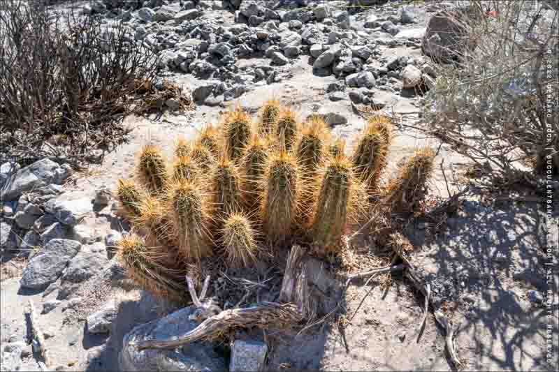 Engelmann's Hedgehog Cactus, Saints Cactus, Hedgehog Cactus, Strawberry Cactus, Strawberry Hedgehog Cactus, Purple Torch, Echinocereus engelmannii