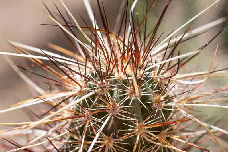 Engelmann's Hedgehog Cactus, Saints Cactus, Hedgehog Cactus, Strawberry Cactus, Strawberry Hedgehog Cactus, Purple Torch, Echinocereus engelmannii