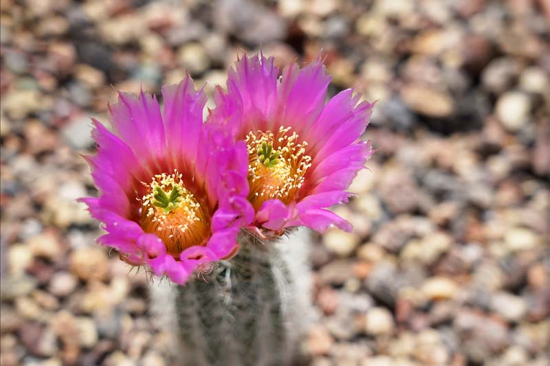 Lace Cactus, Hedgehog Cactus, Lace Hedgehog Cactus, Echinocereus reichenbachii