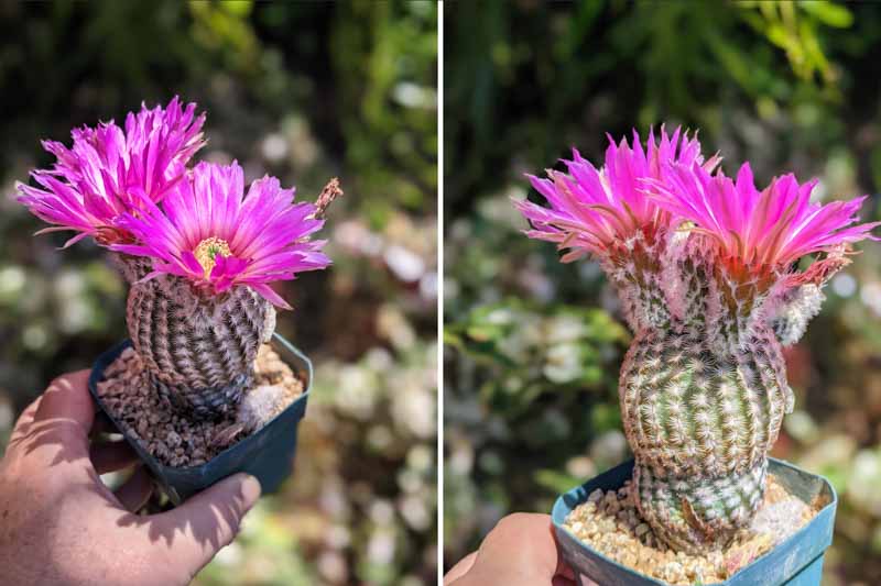 Lace Cactus, Hedgehog Cactus, Lace Hedgehog Cactus, Echinocereus reichenbachii