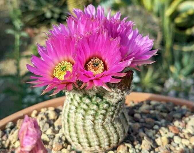 Lace Cactus, Hedgehog Cactus, Lace Hedgehog Cactus, Echinocereus reichenbachii