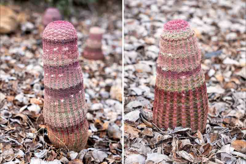 Rainbow Cactus, Echinocereus rigidissimus, Cactus, Cactus Plant, Indoor Cactus
