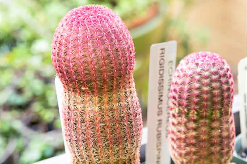 Rainbow Cactus, Echinocereus rigidissimus, Cactus, Cactus Plant, Indoor Cactus
