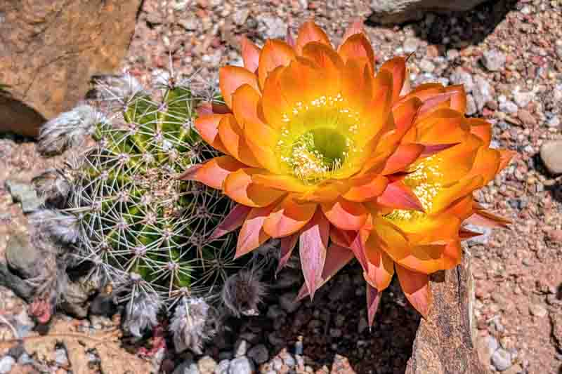 Echinopsis Daydream, Trichocereus Daydream, Flowering Cactus, Cactus Flower, Orange Cactus Flower