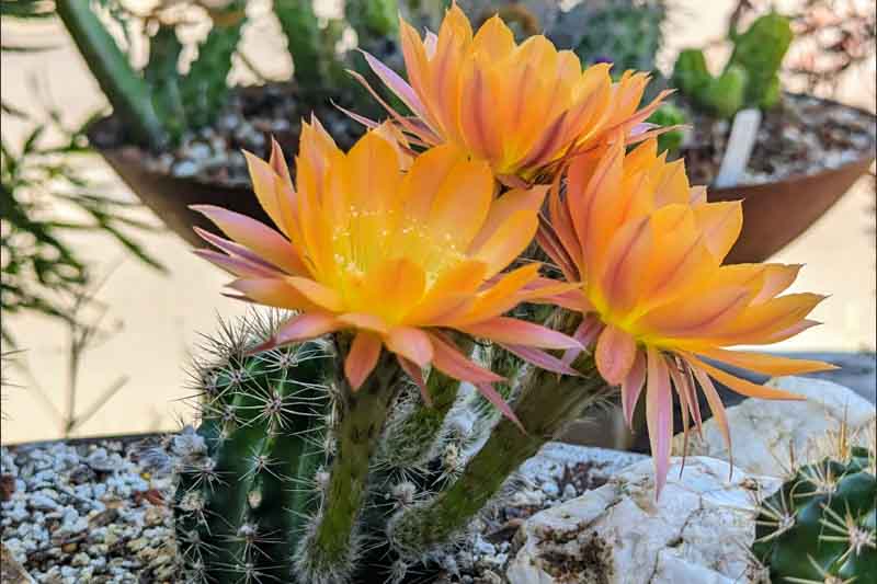 Echinopsis Daydream, Trichocereus Daydream, Flowering Cactus, Cactus Flower, Orange Cactus Flower