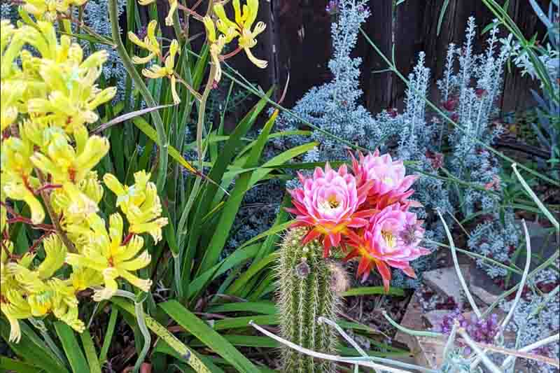 Echinopsis First Light, Trichocereus First Light, Flowering Cactus, Cactus Flower