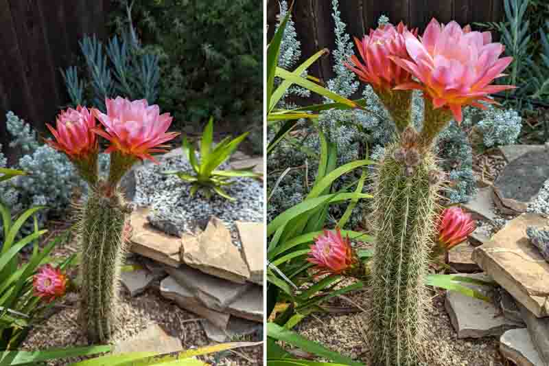 Echinopsis First Light, Trichocereus First Light, Flowering Cactus, Cactus Flower