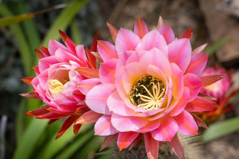 Echinopsis First Light, Trichocereus First Light, Flowering Cactus, Cactus Flower
