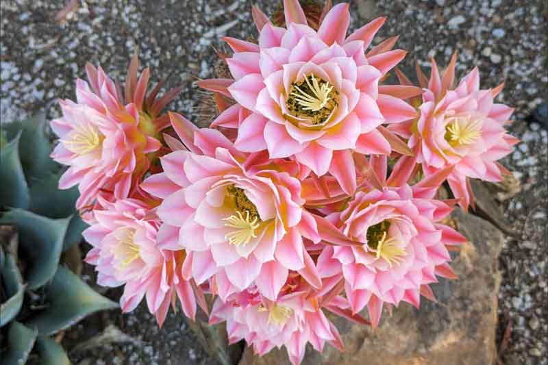 Echinopsis First Light, Trichocereus First Light, Flowering Cactus, Cactus Flower