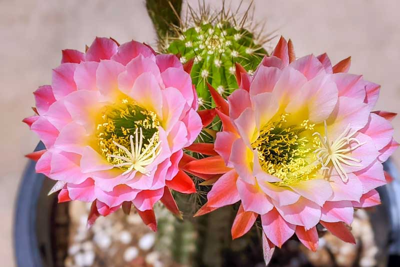 Echinopsis Frist Light, Cactus, Cactus Flower, Cactus Plant