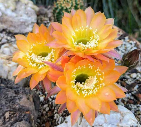 Echinopsis Daydream, Trichocereus Daydream, Flowering Cactus, Cactus Flower, Orange Cactus Flower