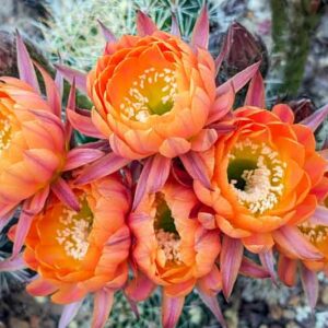 Echinopsis Daydream, Trichocereus Daydream, Flowering Cactus, Cactus Flower, Orange Cactus Flower