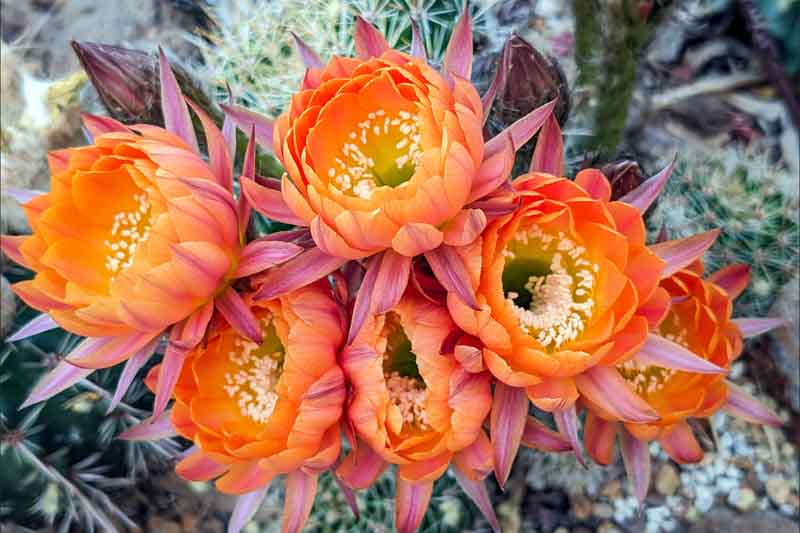 Echinopsis Daydream, Trichocereus Daydream, Flowering Cactus, Cactus Flower, Orange Cactus Flower