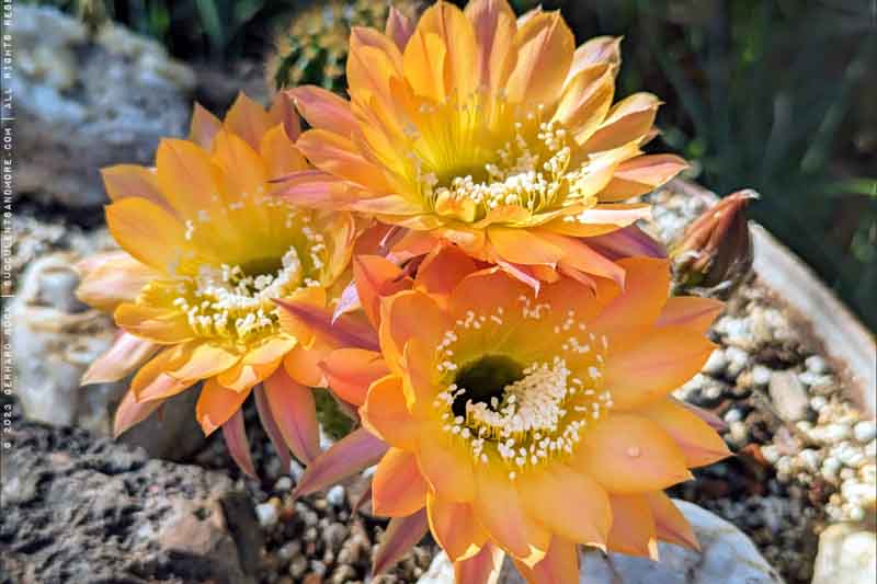 Echinopsis Daydream, Trichocereus Daydream, Flowering Cactus, Cactus Flower, Orange Cactus Flower