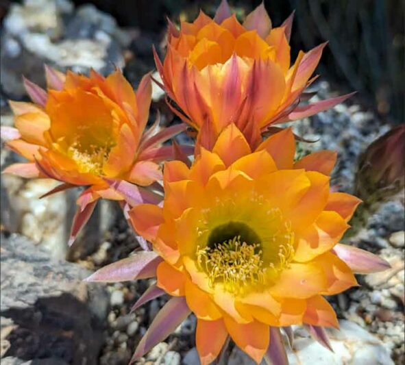 Echinopsis Daydream, Trichocereus Daydream, Flowering Cactus, Cactus Flower, Orange Cactus Flower