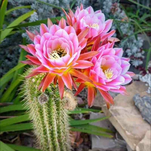 Echinopsis First Light, Trichocereus First Light, Flowering Cactus, Cactus Flower
